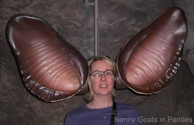 huge bat ears, Arizona Desert Museum